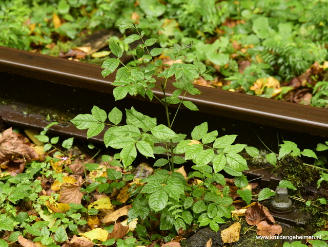 Es - stekje - kruidengeheimen