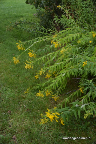 Guldenroede, Solidago canadensis
