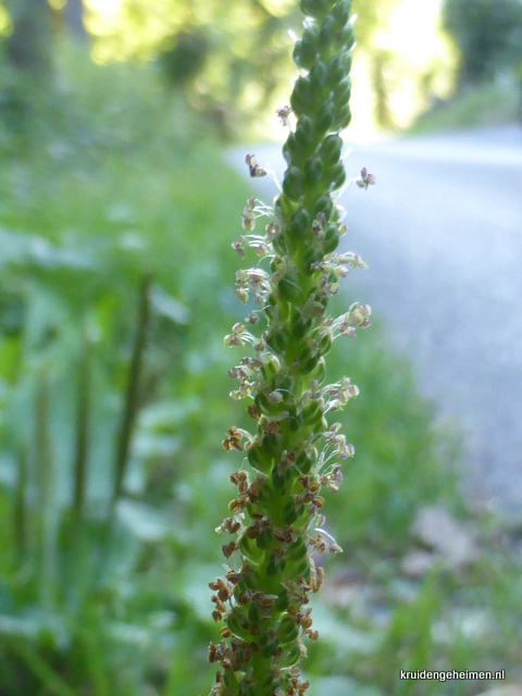 Grote Weegbree