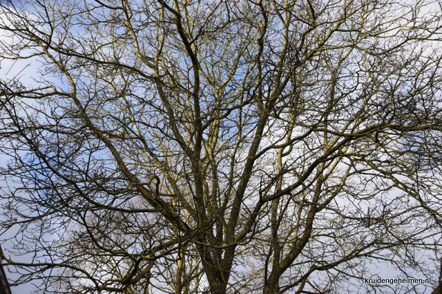 Walnoot - winter