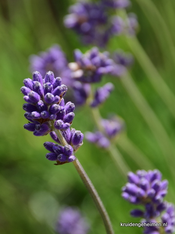 Lavendel - Kruidengeheimen