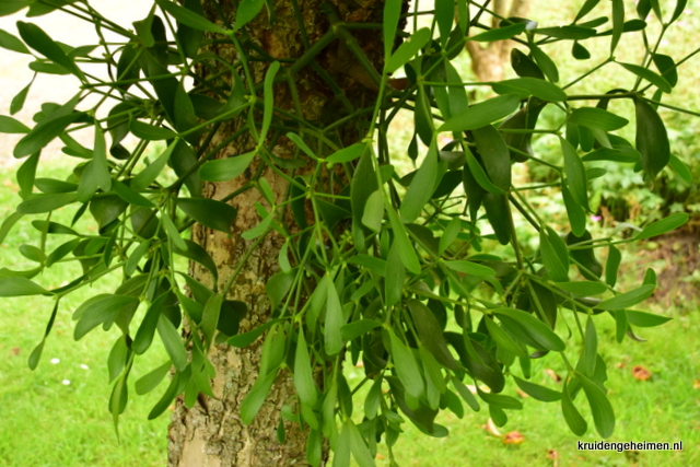 Mistletoe - Maretak